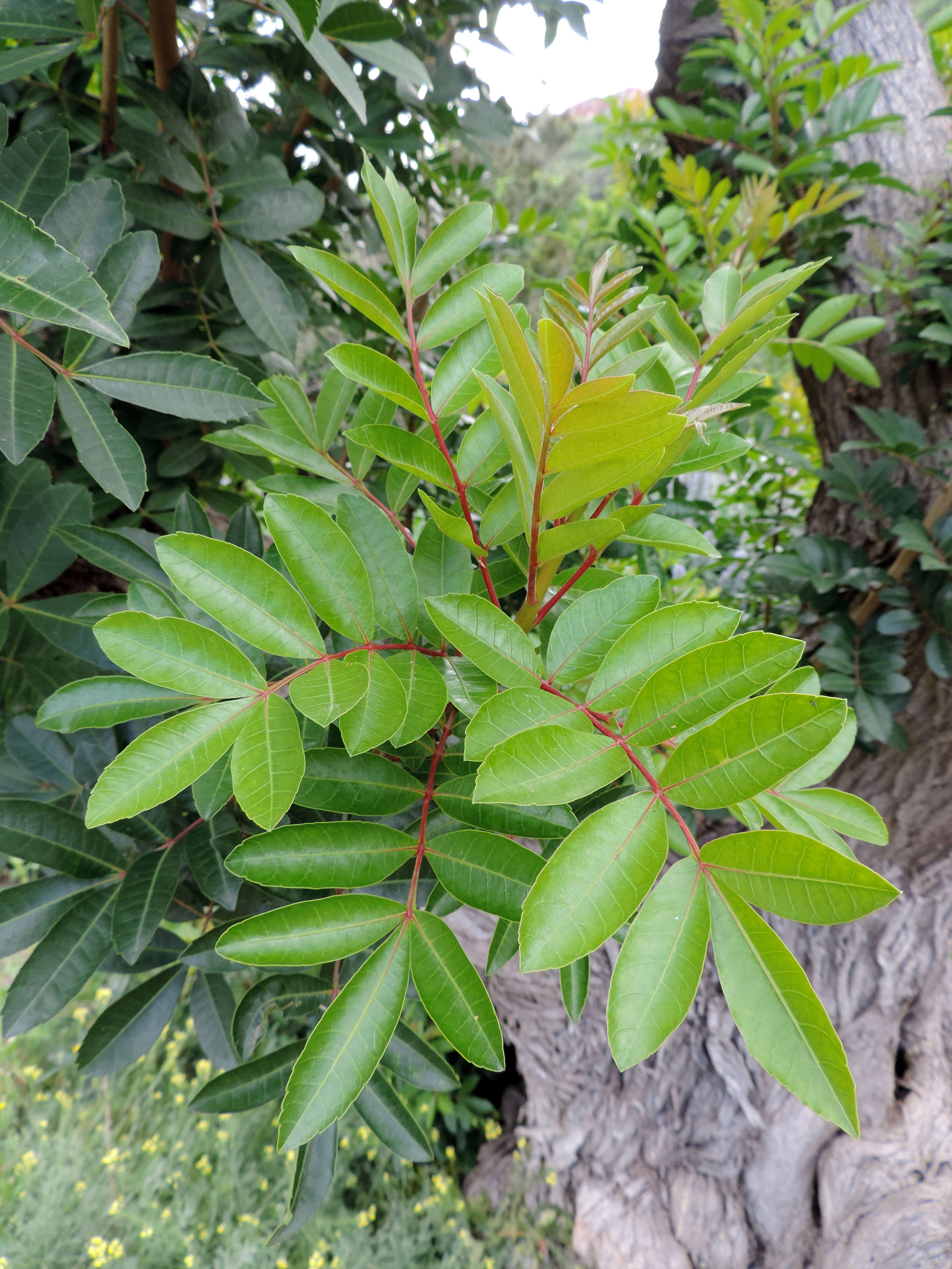 Image of Brazilian Peppertree