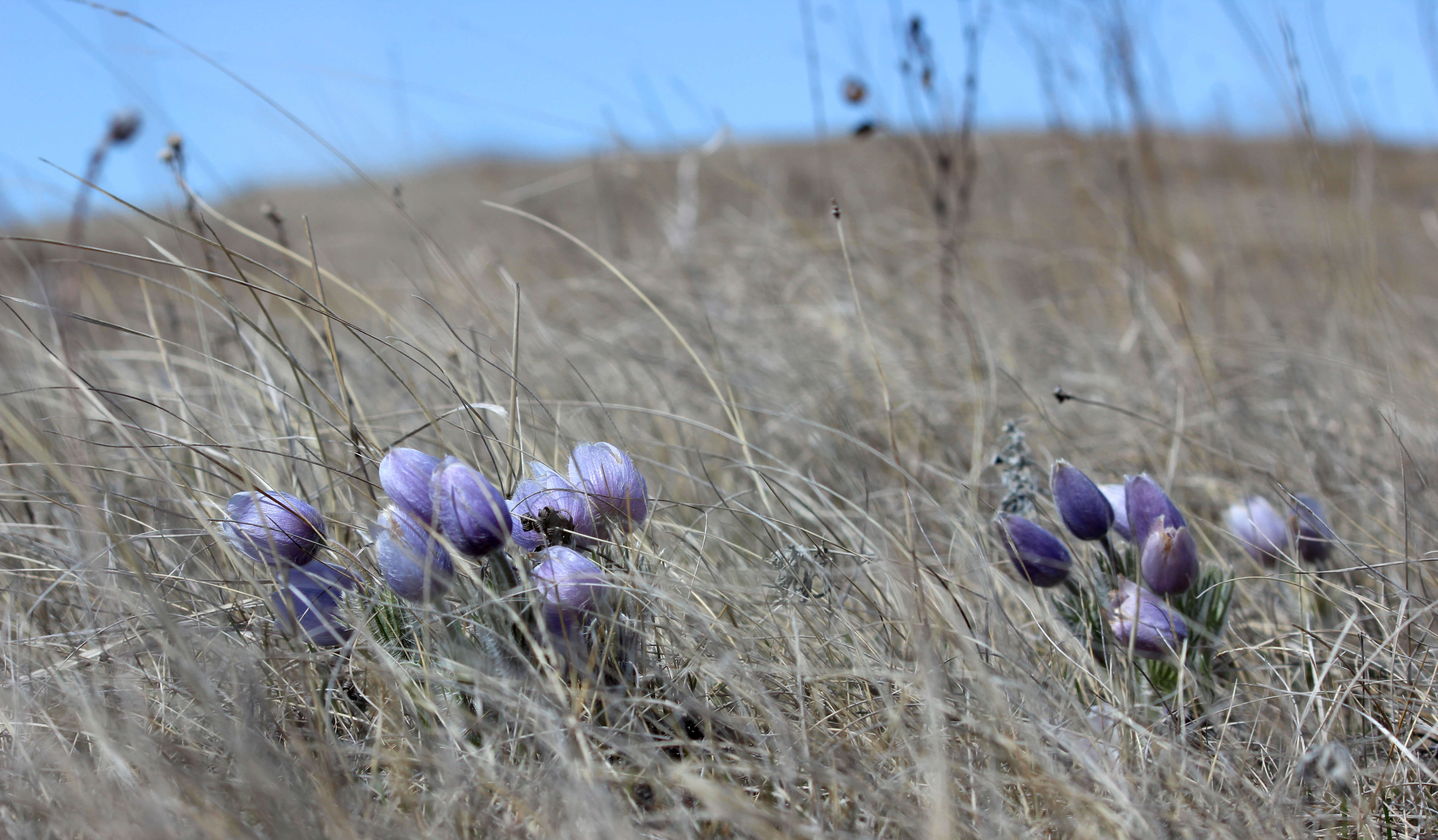 Image of Eastern Pasque Flower