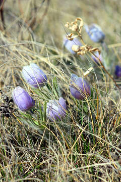 Image of Eastern Pasque Flower