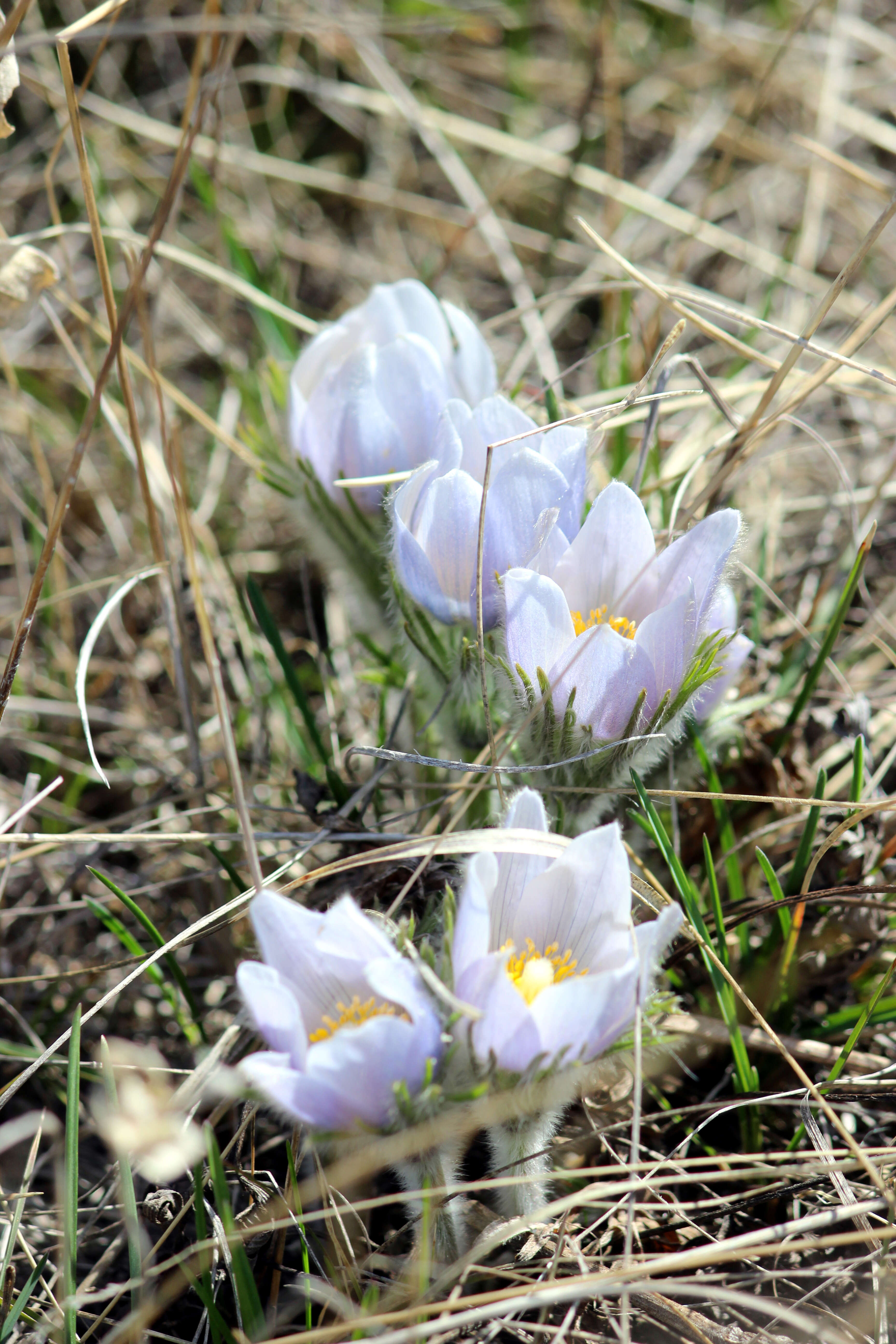 Image of Eastern Pasque Flower