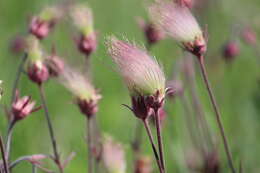 Image of old man's whiskers