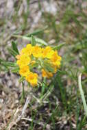 Image of hoary puccoon