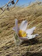 Image of Eastern Pasque Flower