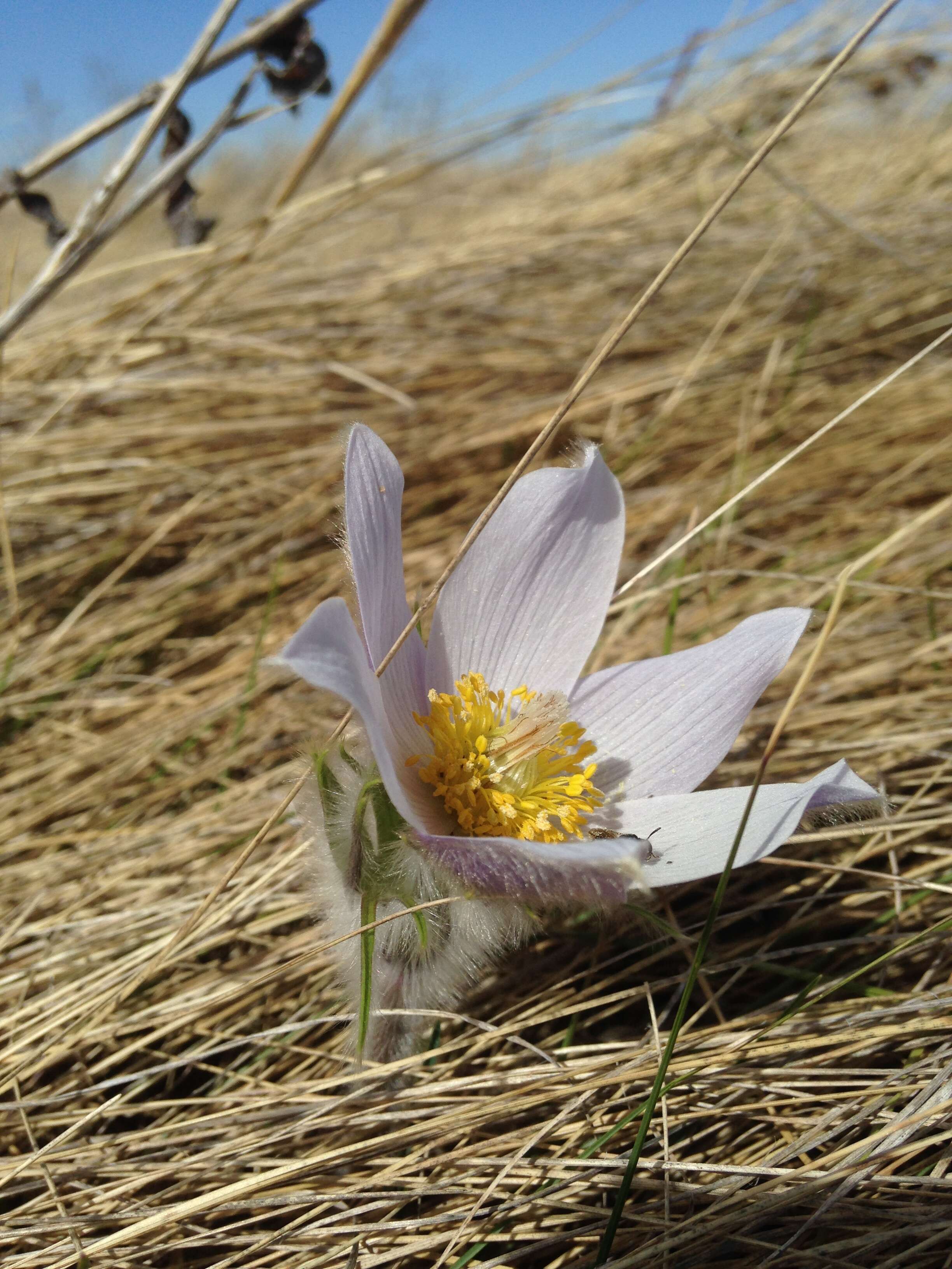 Image of Eastern Pasque Flower