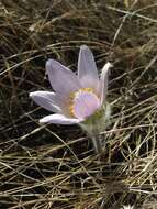 Image of Eastern Pasque Flower