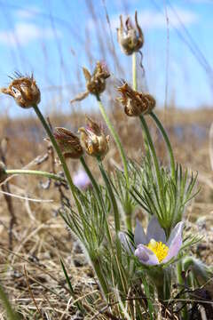 Image of Eastern Pasque Flower