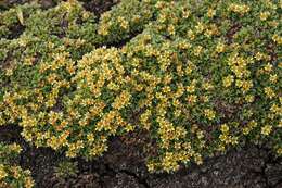 Image of Potentilla tetrandra (Bunge) Bunge ex Hook. fil.