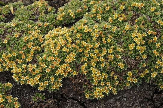 Image of Potentilla tetrandra (Bunge) Bunge ex Hook. fil.