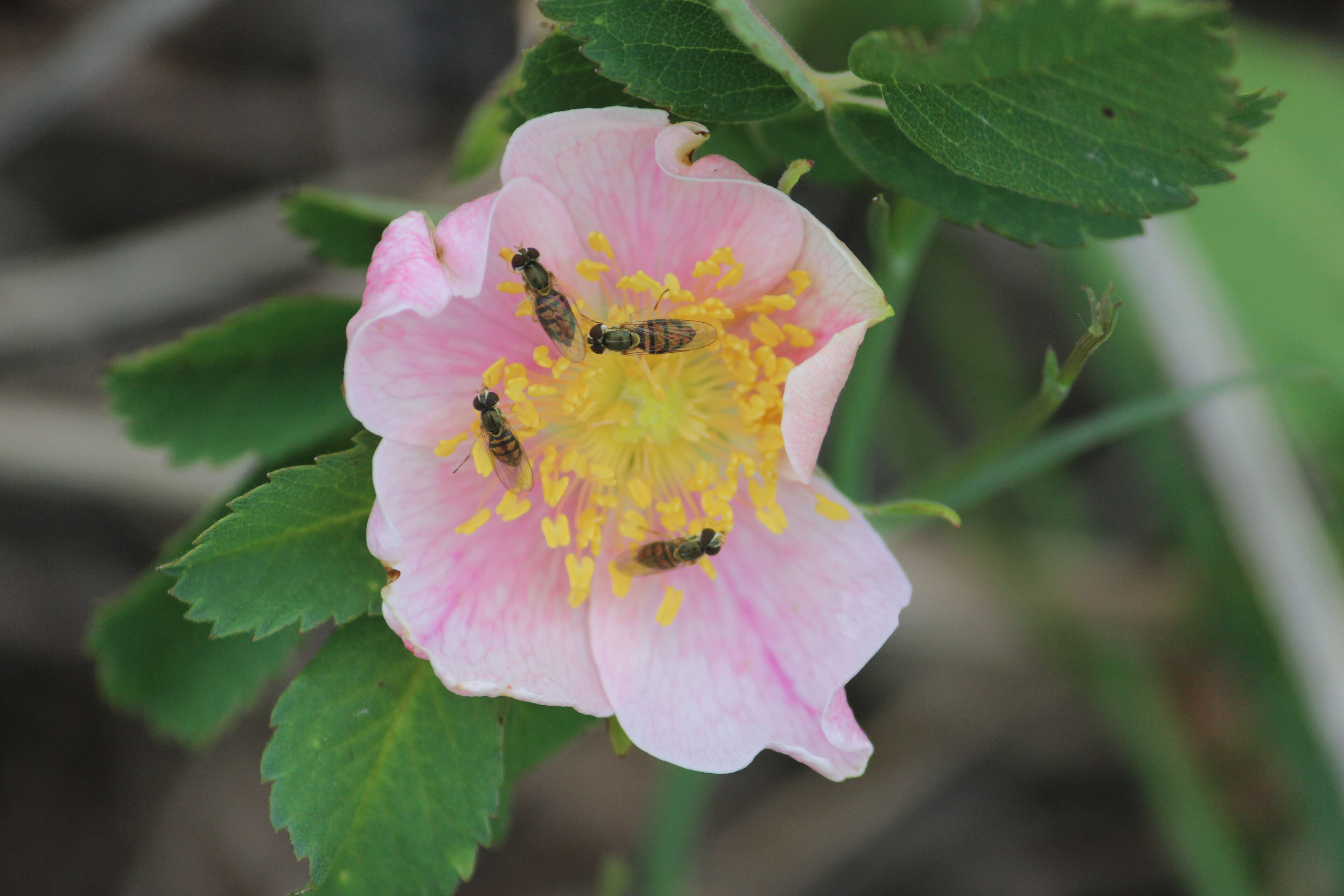 Image of prairie rose