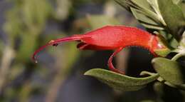 صورة Eremophila glabra (R. Br.) Ostenf.