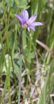 صورة Sisyrinchium montanum Greene