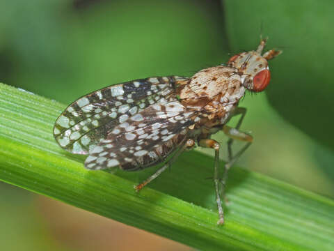 Image of Trypetoptera punctulata (Scopoli 1763)