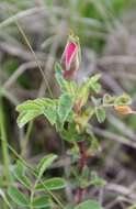 Image of prairie rose