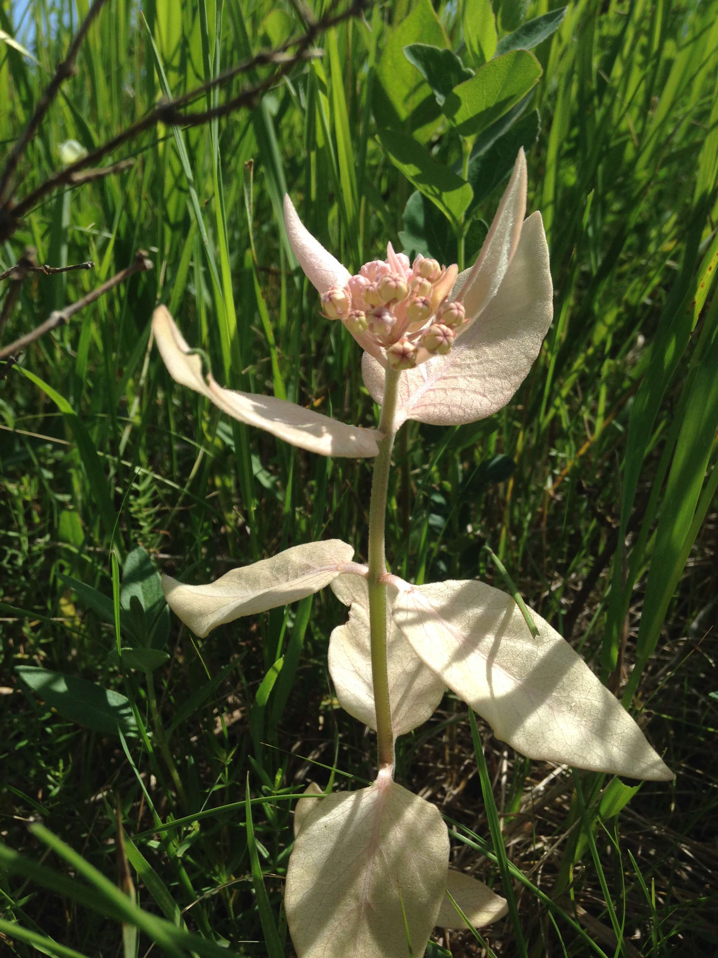 Image of common milkweed