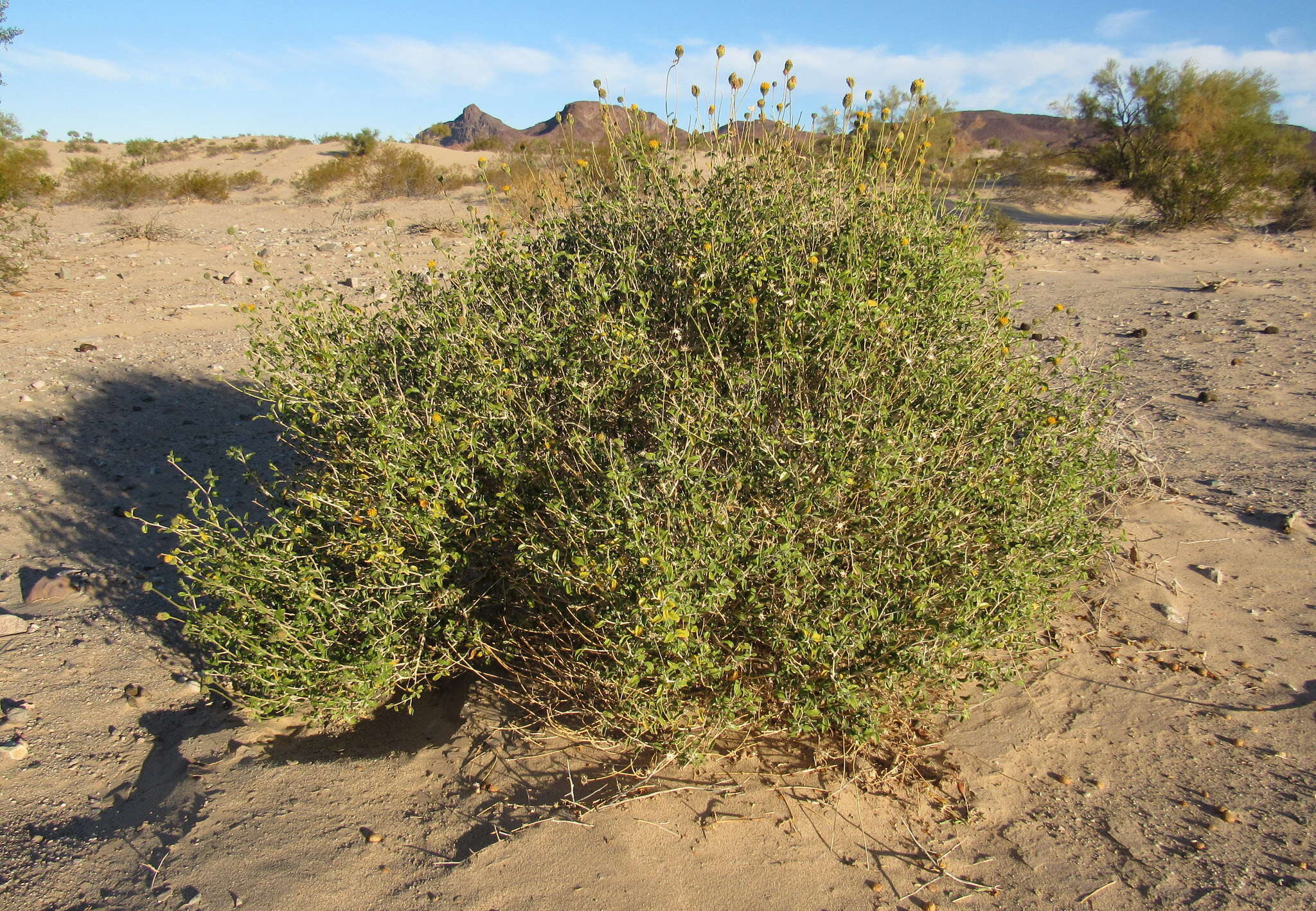 Sivun Encelia frutescens (A. Gray) A. Gray kuva