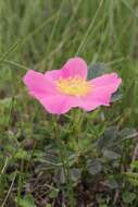 Image of prairie rose