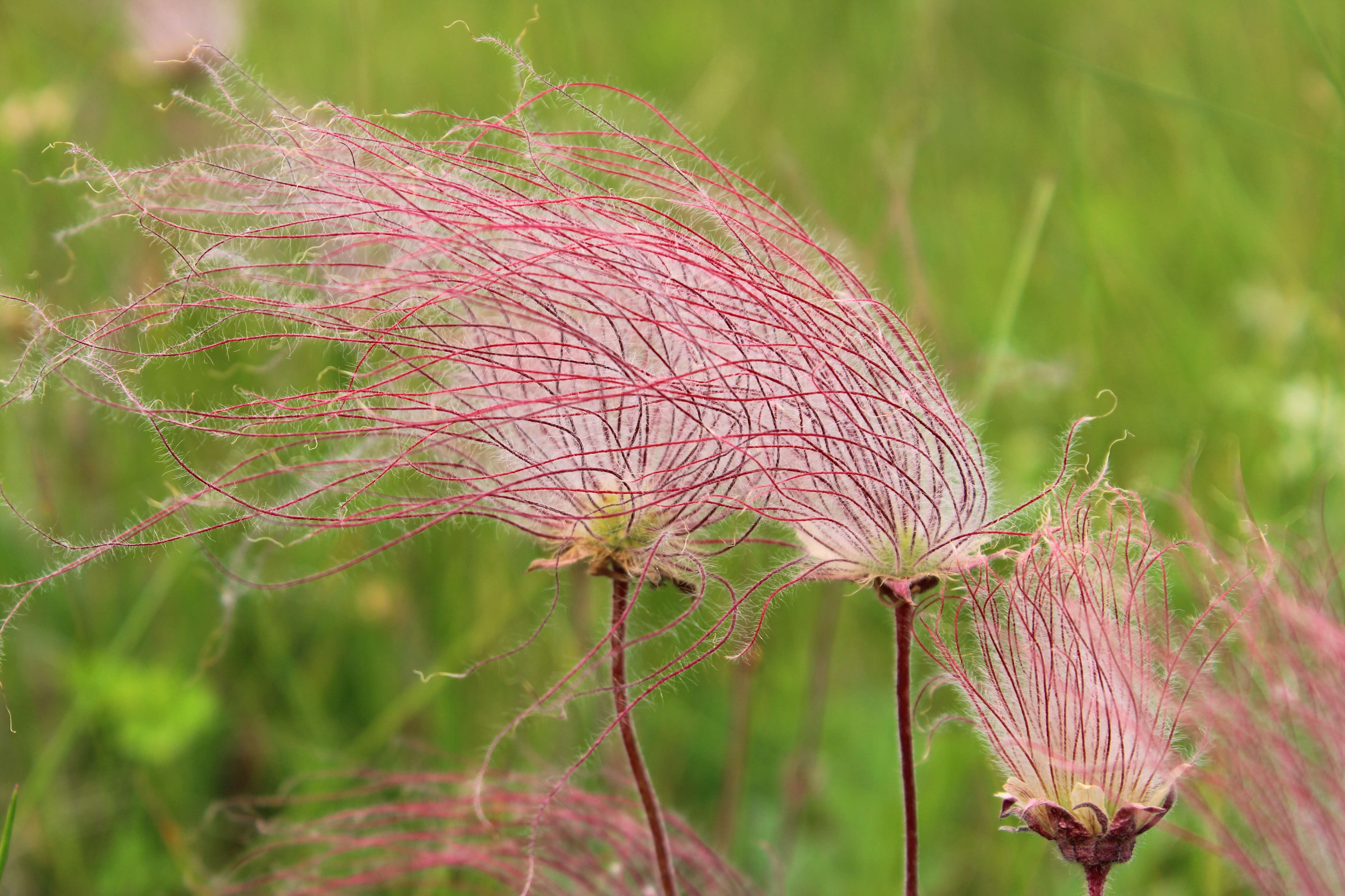 Image of old man's whiskers