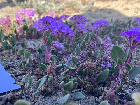 Image of pink sand verbena