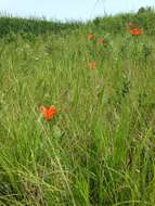 Lilium philadelphicum L. resmi