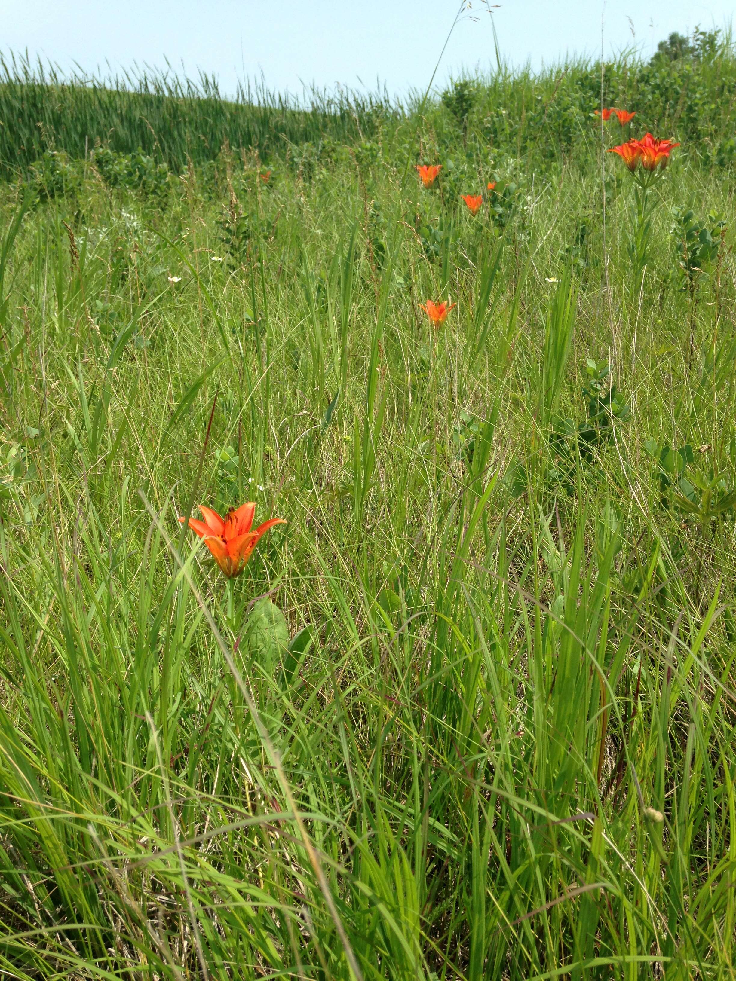 Lilium philadelphicum L. resmi