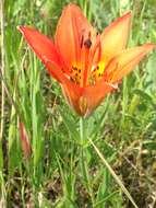 Lilium philadelphicum L. resmi