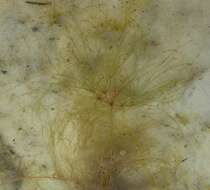 Image of Algal-Bulrush