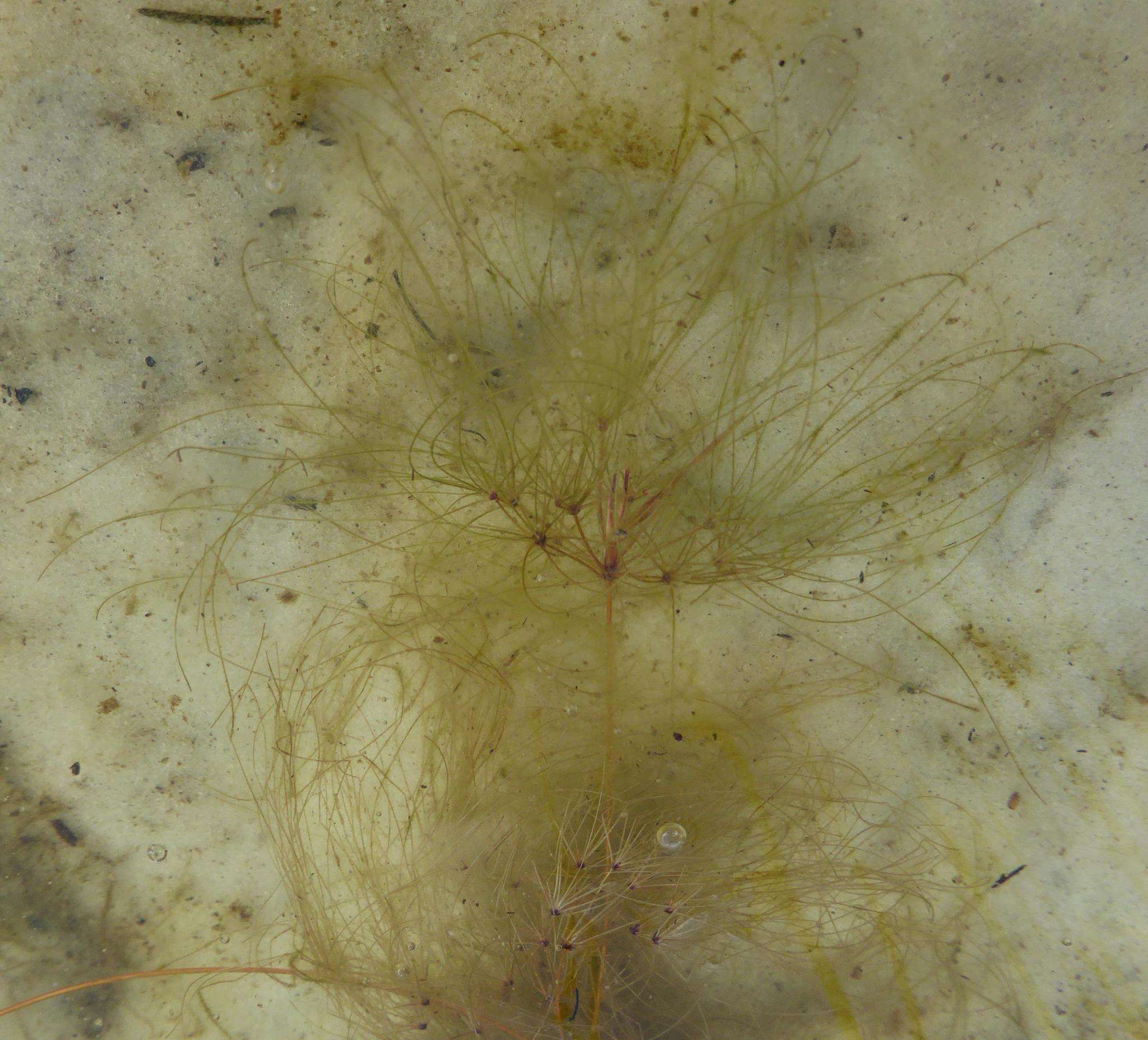 Image of Algal-Bulrush