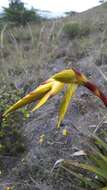 Image of Tillandsia lajensis André