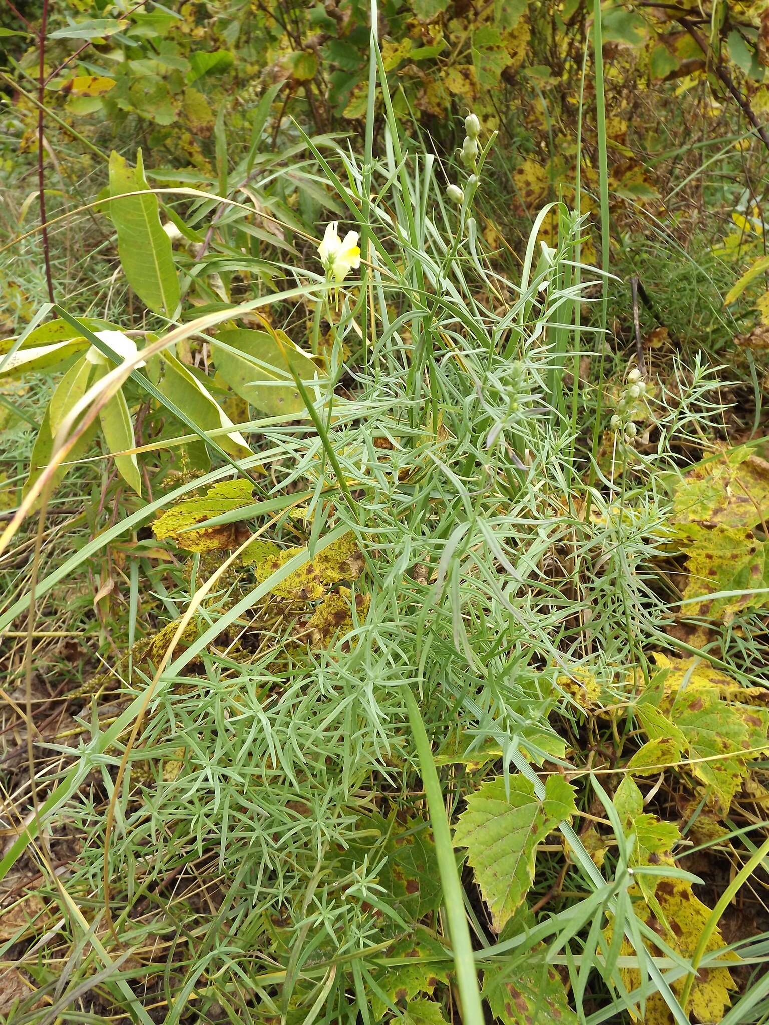 Image of Common Toadflax