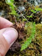 Image of alpine woodsia