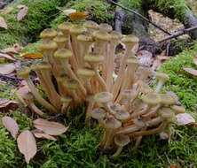 Image of Honey Fungus