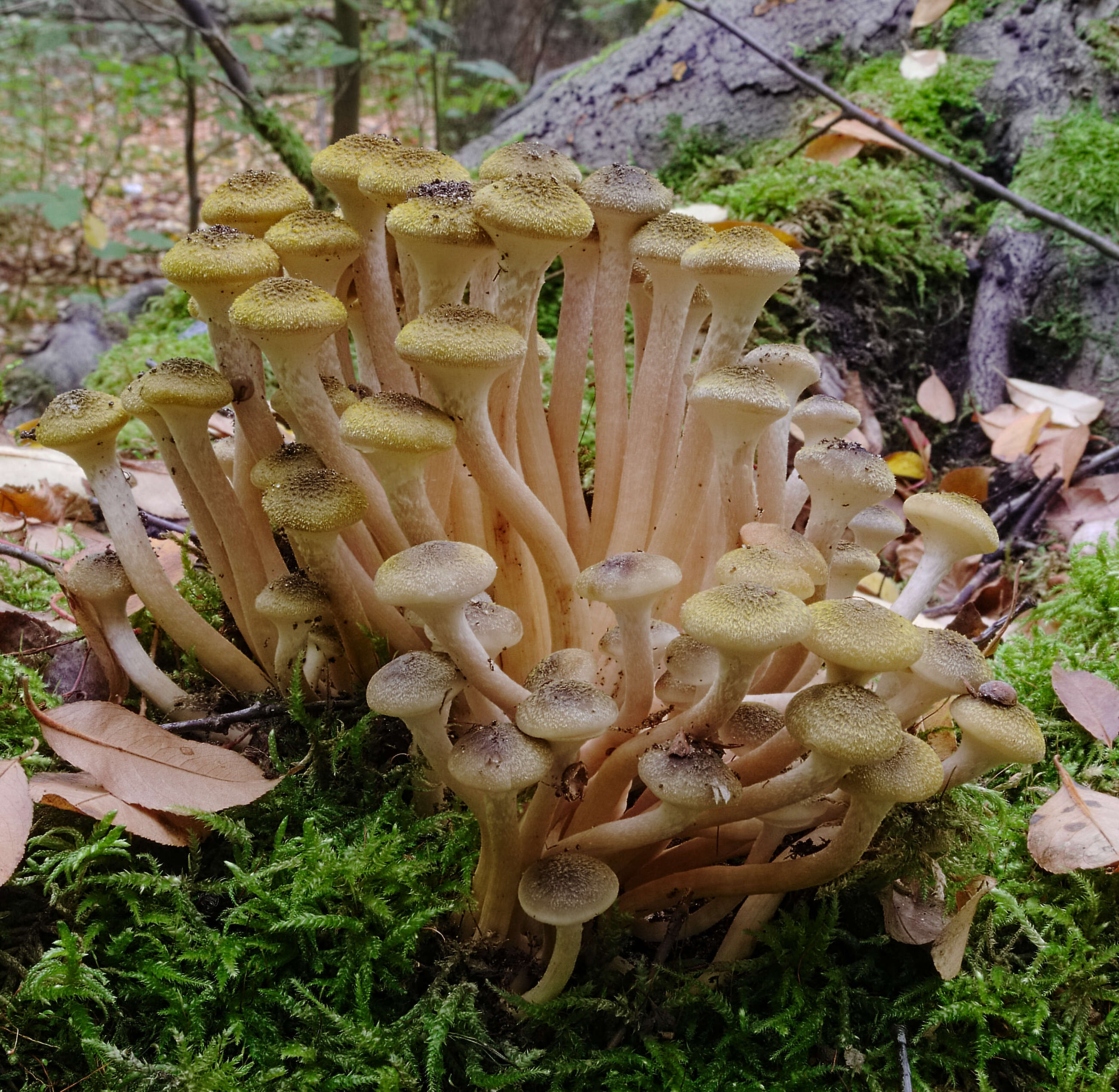 Image of Honey Fungus