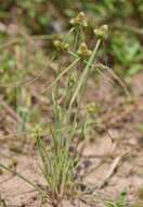 صورة Cyperus leptocarpus (F. Muell.) Bauters