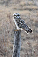 Image de Hibou des marais