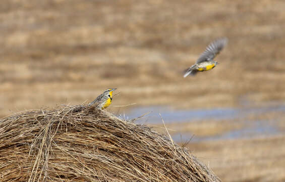 Image of Western Meadowlark