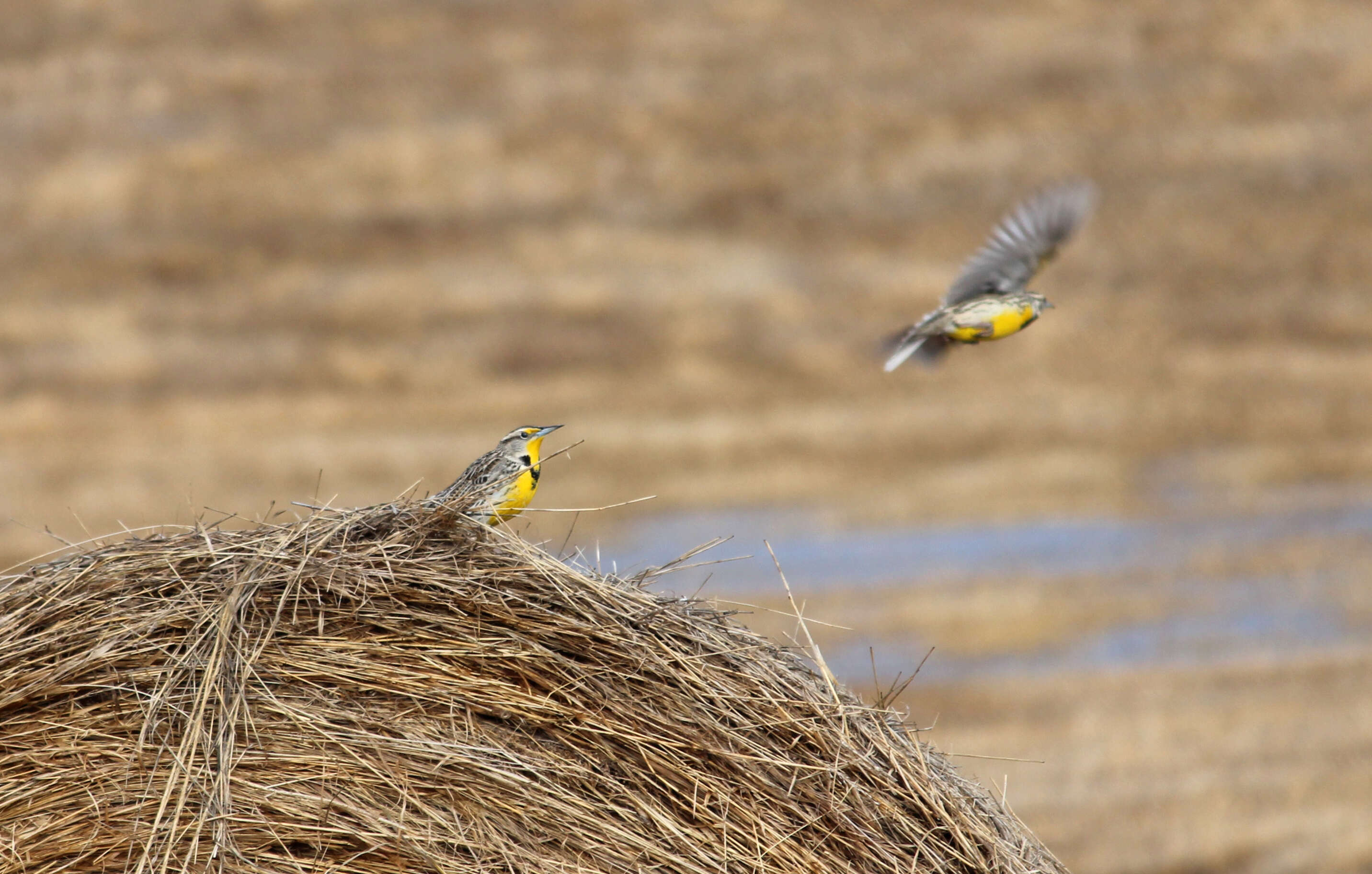 Image of Western Meadowlark