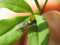 Imagem de Prosopochrysa vitripennis (Doleschall 1856)