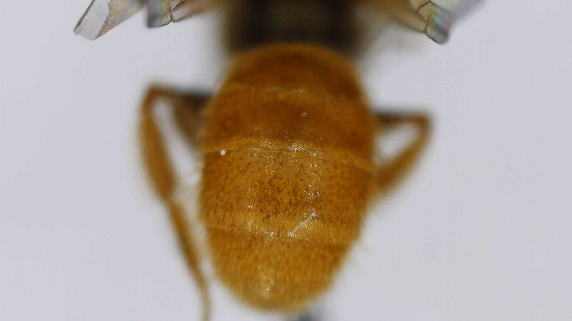 Image of Viereck's Dialictus