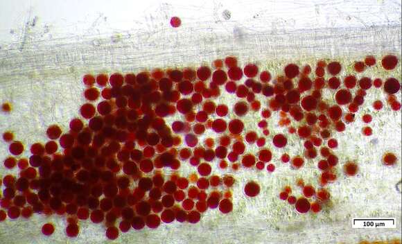 Image of Haematococcus lacustris