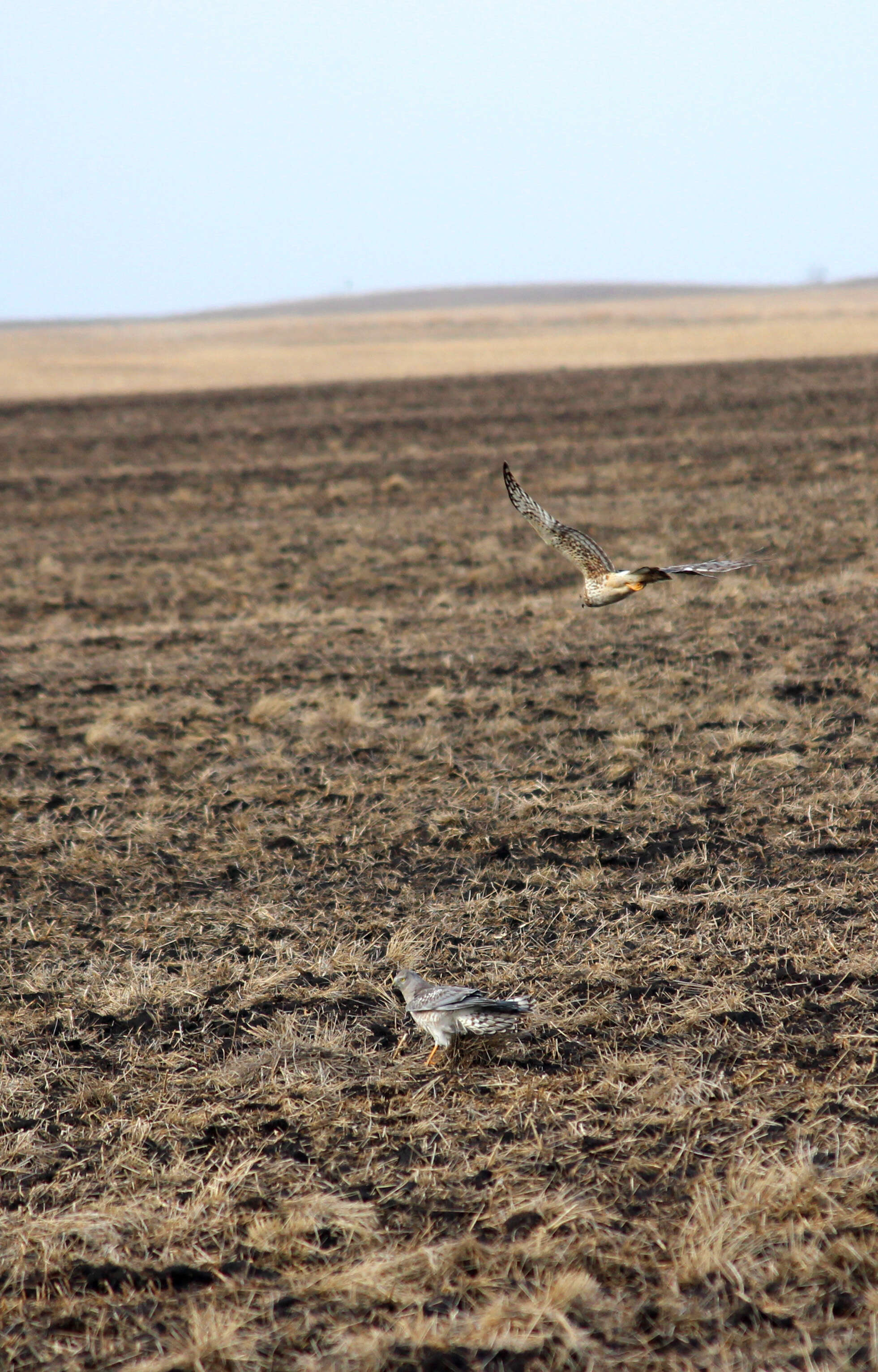 Image of Northern Harrier