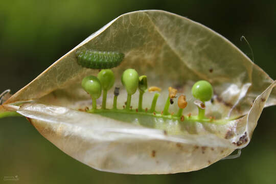 Image of Callophrys herculeana