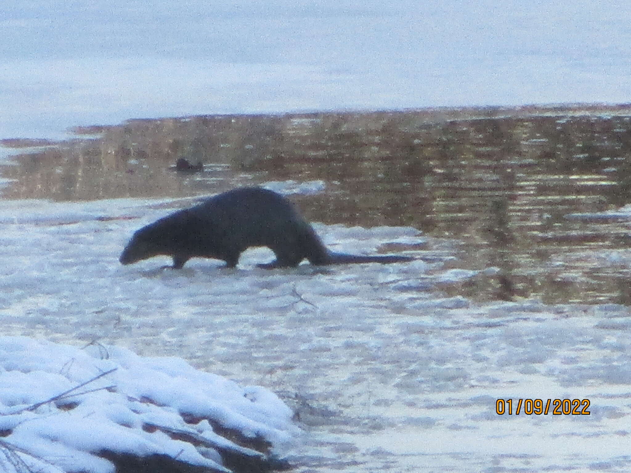 Plancia ëd Lontra canadensis pacifica (Rhoads 1898)