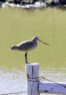 Image of Marbled Godwit