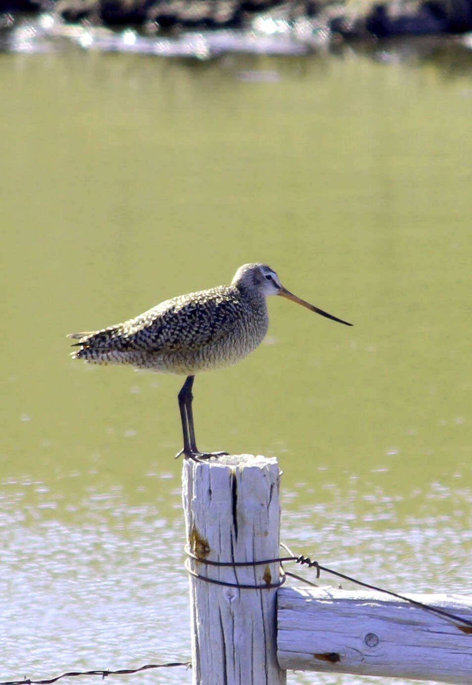 Image of Marbled Godwit