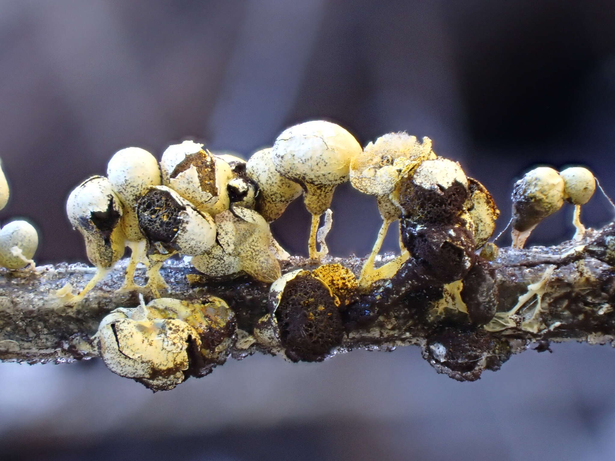 Image of Physarum albescens