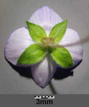 Image of birdeye speedwell