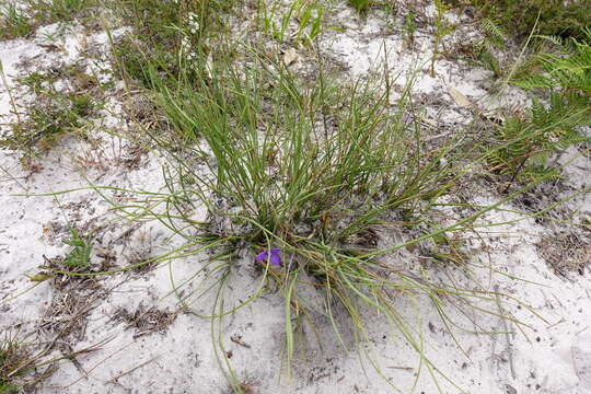 Imagem de Patersonia fragilis (Labill.) Asch. & Graebn.