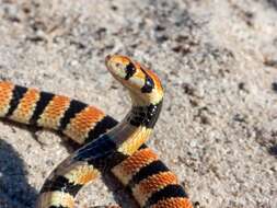 Image of Cape coral snake