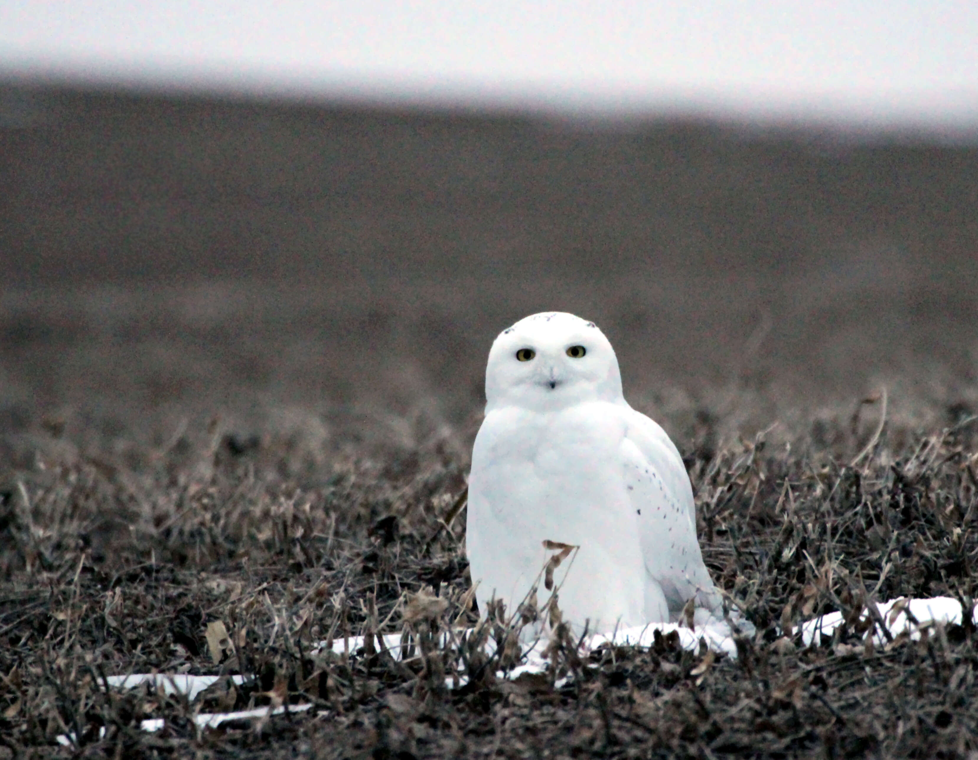 Image of Snowy Owl