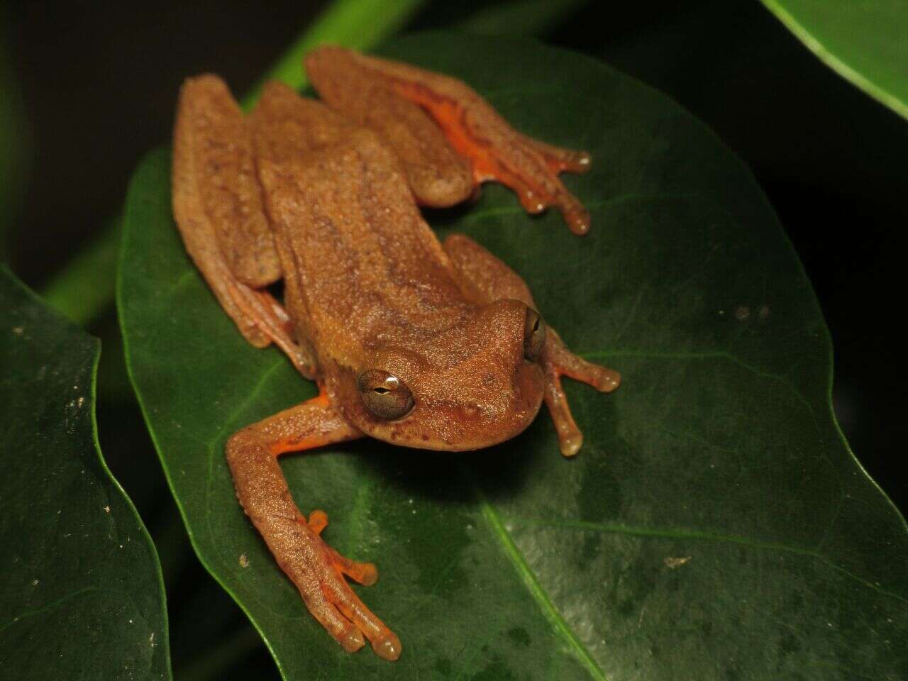 Image of Boettger's Colombian Treefrog